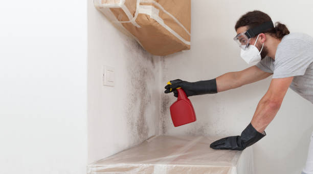 Basement Mold Remediation treatment on basement walls in Halifax